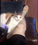 15302737553860.webm