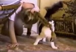 giphy(4).mp4