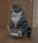 orig.gif