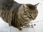 giphy(5).mp4