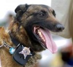 WIPoliceDog.jpg