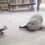 15312465439220.webm