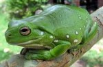 Australiagreentreefrog(Litoriacaerulea)crop.jpg