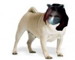 Pug4.jpg