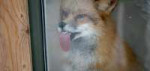 funny-animals-licking-glass-7700.jpg