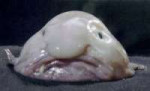 250px-Blobfish1.jpg