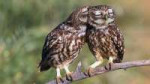 owls01.jpg