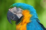 blue-and-gold-macaw-5319e4e9f0a40[1].jpg