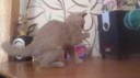 бассы.webm