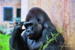 the-thinking-gorilla-paul-ward.jpg