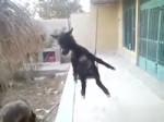 вай вай.mp4