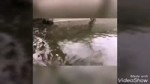 даги.mp4