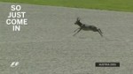 Austria 2001 Juan Pablo Montoya and the deer.mp4