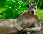 kangaroos.jpg