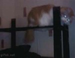 14631682579790.gif