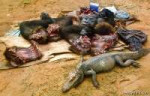 14-bush-meat.jpg