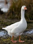 DomesticGoose.jpg