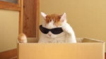 темные очки.webm