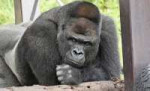 shabani000.jpg