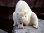 bearpolarbearfacepalm.jpg