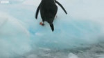 TinyPenguinMakesaDeadlyDashFromGiantLeopardSealSevenWorlds,[...].mp4