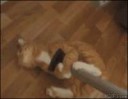 Cat-rides-vacuum.gif