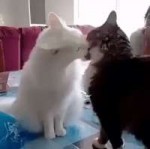 cats kiss then fight.gif