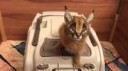 Caracal Screams for Food-xQ49jtlz3I