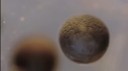 LiveLeak.com - This Cell Division Time Lapse Is Not CGI