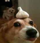 Garlic dog