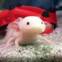 axolotl