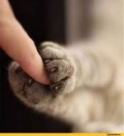 котэ-хвать-почти-кусь-4029297