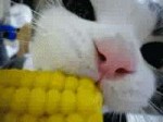117834905361020080429085958.gif