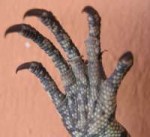 nilelizard3.jpg