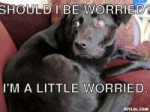 26151worried-dog-meme-generator-should-i-be-worried-i-m-a-l[...].jpg