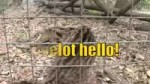 коты большие.webm