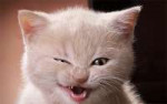 laughing-cat-003.jpg