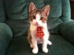 Business-Cat-Tie.jpg