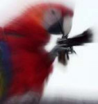 parrot with a gun.png