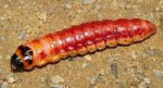 275px-CossusCossusLarva.jpg