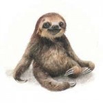 sloth.jpg