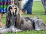 19-afghanhound.jpg