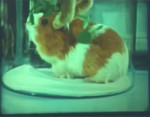 64f7df053aa33dc5067e9c3214f40559.webm