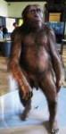 img6748maleafarensis.jpg