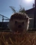 sonic irl hedgehog.webm