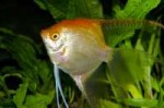 04-3.gold-veiltail-angelfish.jpg