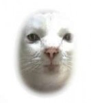 transcedental cat.jpg