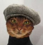 Hats-for-Cats-01.jpg