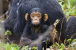 chimpanzees-babie.jpg