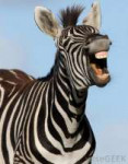 zebra-laughing (1).jpg